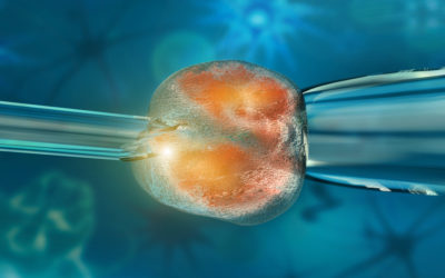 Crean óvulos artificiales a partir de células madre