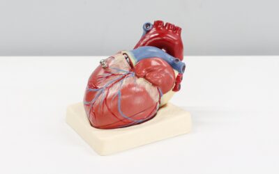Células mesenquimales e ingeniería tisular para reparar el corazón tras un infarto
