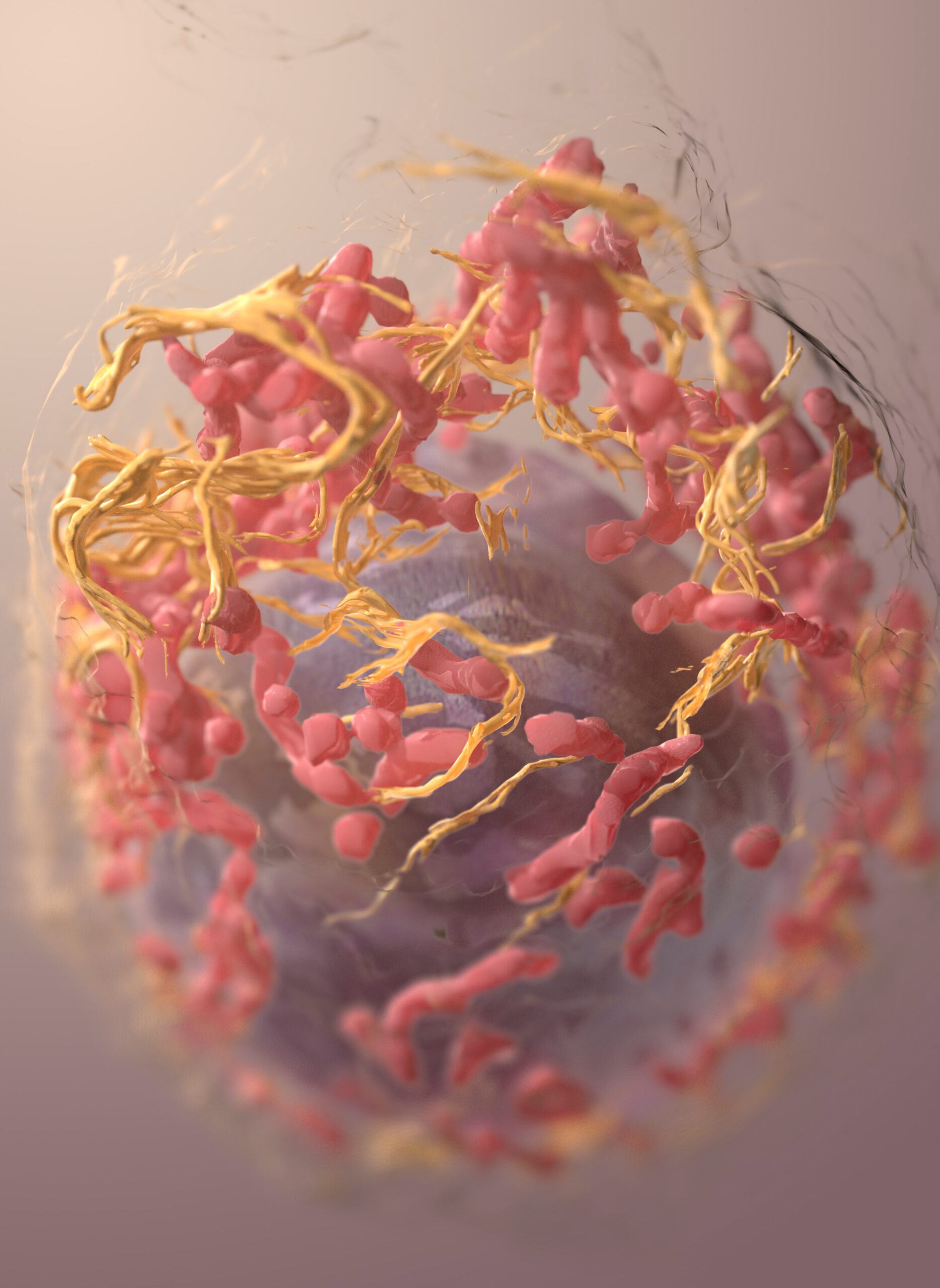 Células madre de cordón umbilical, modificadas genéticamente, para luchar contra el cáncer