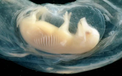 Crean corazones con células madre, en embriones de cerdo: avance en el futuro de los trasplantes