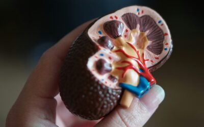 Crean tejido ureteral con células madre: un paso para crear riñones trasplantables